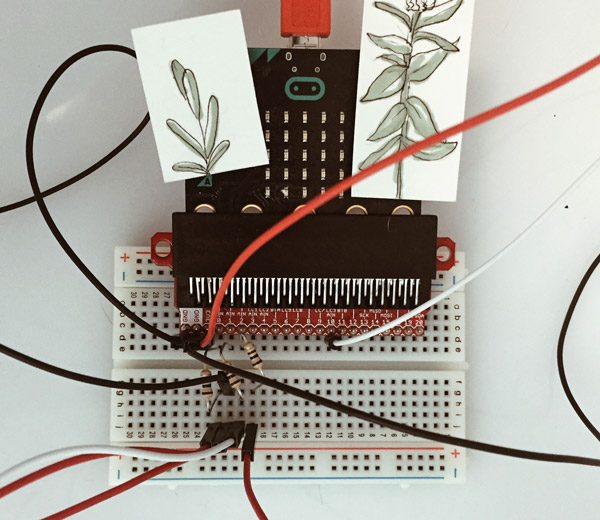 micro:bit butterfly life cycle alternative view